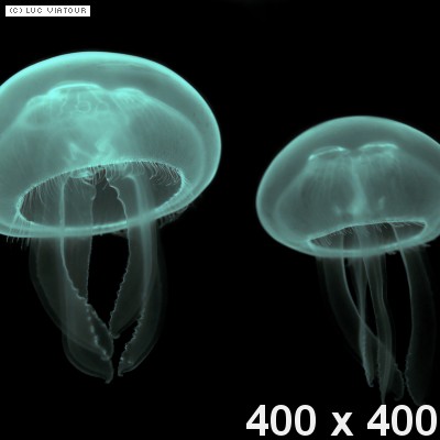 meduza
